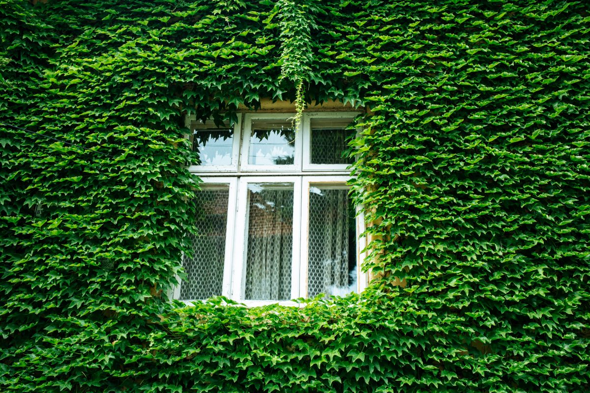 home covered with green leaves