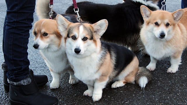 corgis