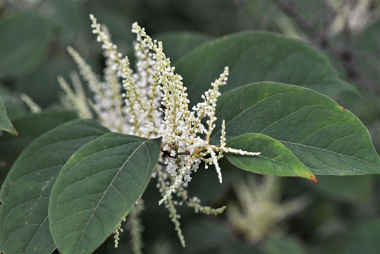 Japanese-knotweed